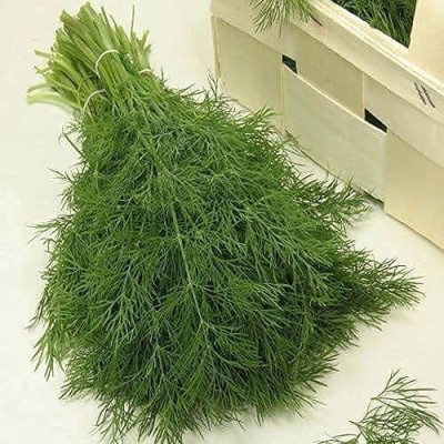 Qausain Soya Dill Seed(51 per packet)