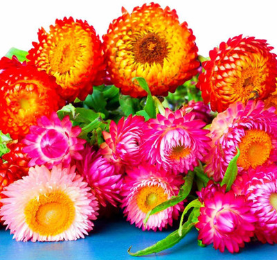 KANAYA Helichrysum/Paper Flower Seeds F1 hybrid flower Seed(90 per packet)