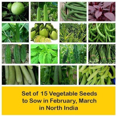 CYBEXIS Set of 15 Vegetable Seeds to Sow in February, March in North India Seed(10 g)