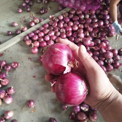 Quentova Super Nasik Onion-DXL-11C Seed(300 per packet)