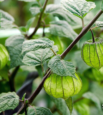 QALANDAR Cherry Husk - Cape Gooseberry Seed(30 per packet)