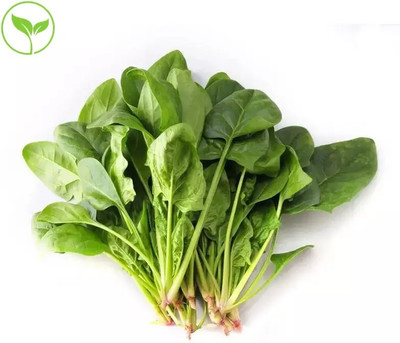 MYLAWN High Quality Spinach Palak Seed(2000 per packet)