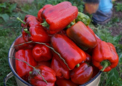 DIVINE CHILLI , PEPPER Seed(100 per packet)
