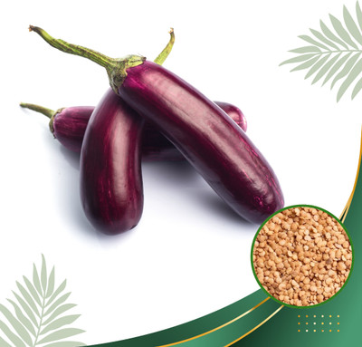 VAN OUSI Halloseed Bagan, Brinjal, Solanum Seed Seed(800 per packet)