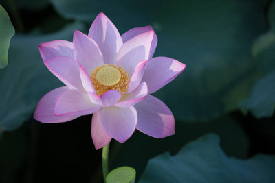 dorvik collections lotus,kamal gatta Seed(15 per packet)