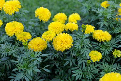 Shree Poojan marigold/gende ka phool flower seeds Seed(50 per packet)