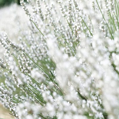 WILLVINE VXI-46 Lavender Ellagance Snow Seeds Seed(500 per packet)