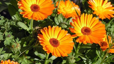 Lorvox Calendula Double Mixed Color Flower Hybrid Seed(35 per packet)