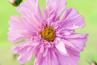 ZIXA Cosmos bipinnatus ‘Double Click Rose Bonbon’ Seed(100 per packet)
