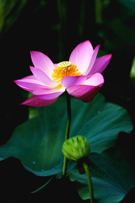 Vinayak Pesticides lotus,kamal gatta Seed(15 per packet)