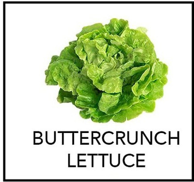 CYBEXIS Buttercrunch Lettuce1000 Seeds Seed(1000 per packet)