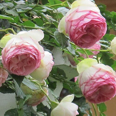 Qualtivate LX-71 Pink Climbing Rose Seeds Seed(100 per packet)