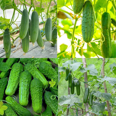 ibains Yellow cucumber seeds Kakari sosa seeds pack of 24 Seed(36 per packet)