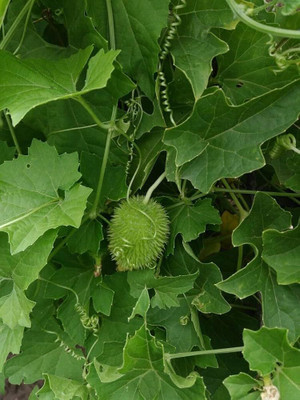 BDSresolve kakrol seeds for planting pack of 11 Seed(11 per packet)