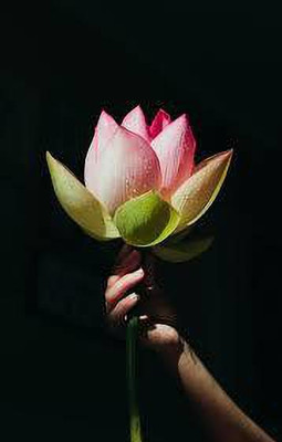 CARIBBEAN LOTUS,KAMALSEEDS Seed(8 per packet)