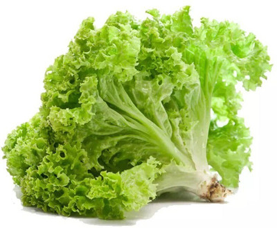 Quentova Green lettuce Seed(250 per packet)