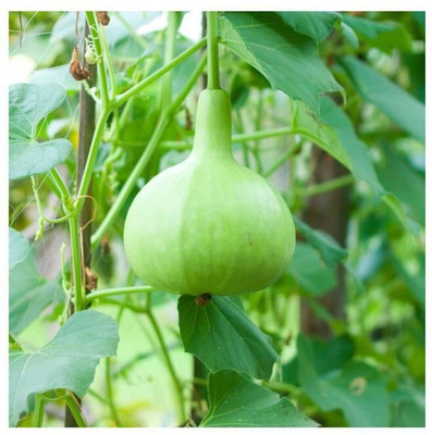 the green dotcom Fresh VNR Botlle Gourd (lokki) Vegetable Hybrid Seed(100 per packet)