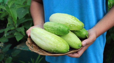 the green dotcom Desi Cucumber Seed(30 per packet)