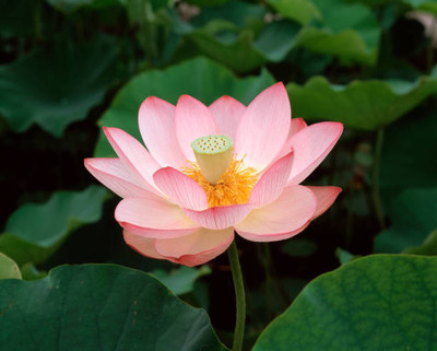 Unimart lotus,kamal seeds Seed(12 per packet)
