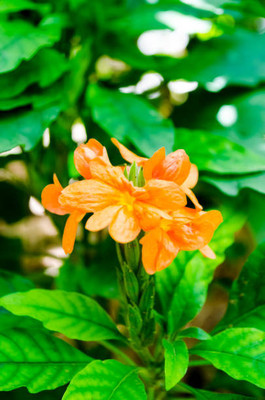 Around Creation kanakambaram-firecracker-crossandra Seed(13 per packet)