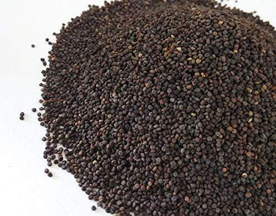 KNESSiN Jakhya Seed(1250 per packet)