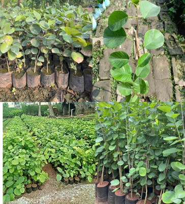ibains red chandan seeds tree beej 8 Seed(8 per packet)