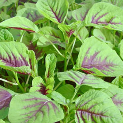 Aywal Amaranthus Leaf Cholai Green Saag Seed(850 per packet)