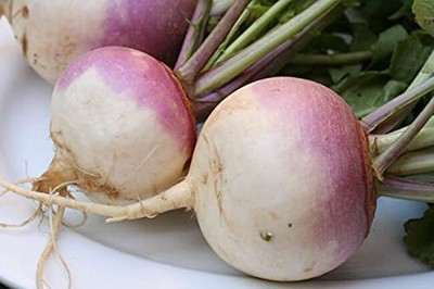 CYBEXIS F1 Hybrid Purple Top Milan Turnip Seeds2000 Seeds Seed(2000 per packet)