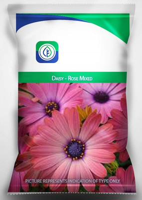 CYBEXIS Daisy - Rose Mixed Flower Seeds Seed(50 per packet)