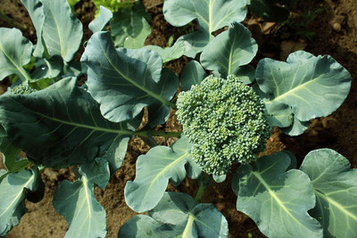 WILLVINE MEH -XIII Open Pollinated Hari Gobi Beej Broccoli Calabrese [10g] Seed(3000 per packet)