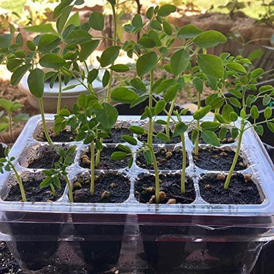 CYBEXIS VXI-2 - Fully Matured Black Moringa - (1350 Seeds) Seed(1350 per packet)