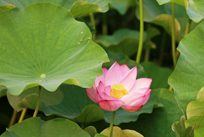 KOO Retails lotus,kamal seeds Seed(20 per packet)
