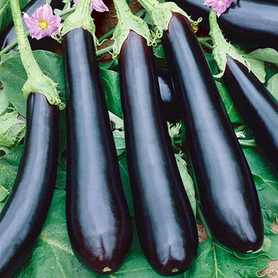 Hybride Brinjal Seed(100 per packet)