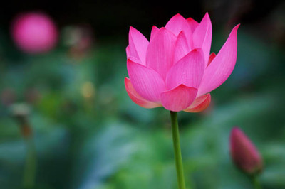 Sampada lotus,kamal gatta Seed(15 per packet)