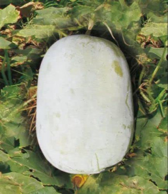 Aywal Indian Mithai Petha Hybrid Seed(27 per packet)
