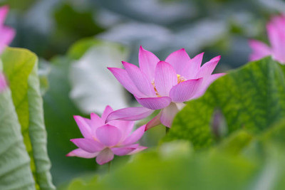 Heirloom Quality lotus,kamal gatta Seed(11 per packet)