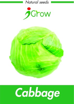 KNESSiN Naturally Treated Cabbage[400 Seeds] Seed(400 per packet)