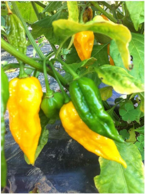 KNESSiN Organic HOT FATALII CHILLI Vegetable Seeds For Gardening-(2400 Seeds) Seed(2400 per packet)