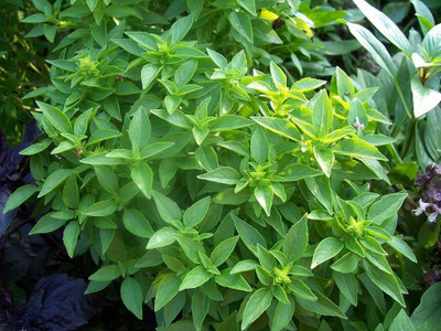 WILLVINE LX-5 Spicy Globe Basil Seeds Seed(1000 per packet)