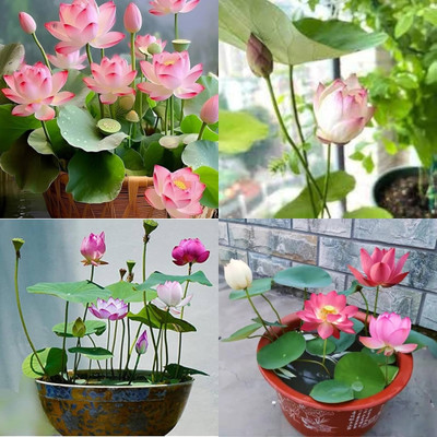 ibains Japanese lotus seeds colourful bij 5 Seed(5 per packet)