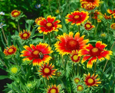 CEZIUS Early VarietyGaillardia aristata Blanket flower Seed(25 per packet)