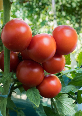 SUNWAN tomato Seed(75 per packet)