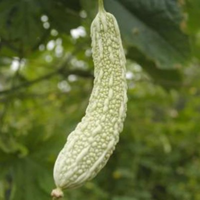 CYBEXIS Hardy Long White Bitter Gourd Seeds200 Seeds Seed(200 per packet)