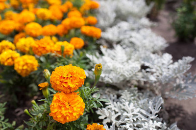 RUKDA marigold/gende ka phool flower seeds Seed(50 per packet)