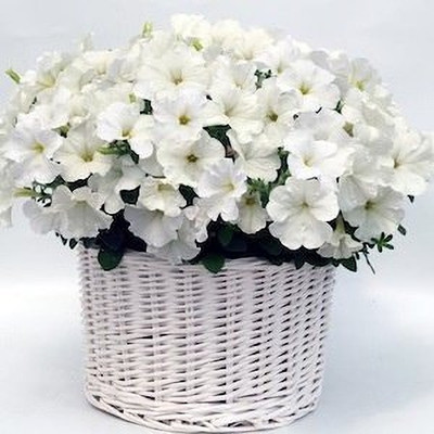 Lorvox Mixed Petunia Climbing Flower Seed(70 per packet)