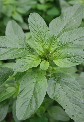Quentova Amaranthus - Green-NAMO Seed(400 per packet)