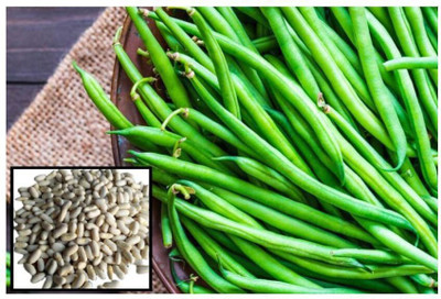 Quentova Vegetable Seeds French Beans-VXI-22O Seed(75 per packet)