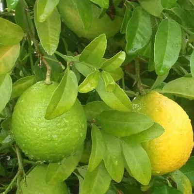 SOFTYGARDEN MALTI MOUSAMBI Seed(1 per packet)
