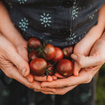 KNESSiN Heat Tolerant Purple Cherry Tomato Vegetable Seeds For Gardening - (400 Seeds) Seed(400 per packet)