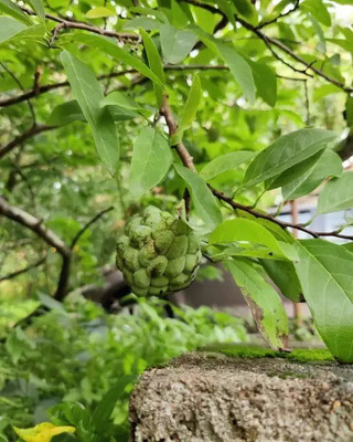 MAA Custard Apple, sitafal, sitaphal Seed(12 per packet)